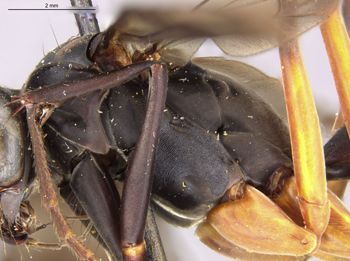 Media type: image;   Entomology 26748 Aspect: thorax lateral